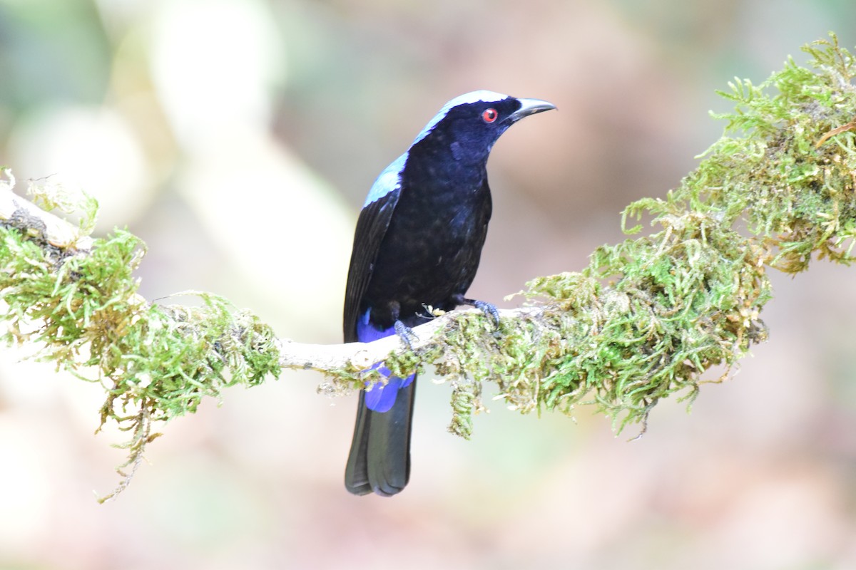 Asian Fairy-bluebird - Karan Shukla