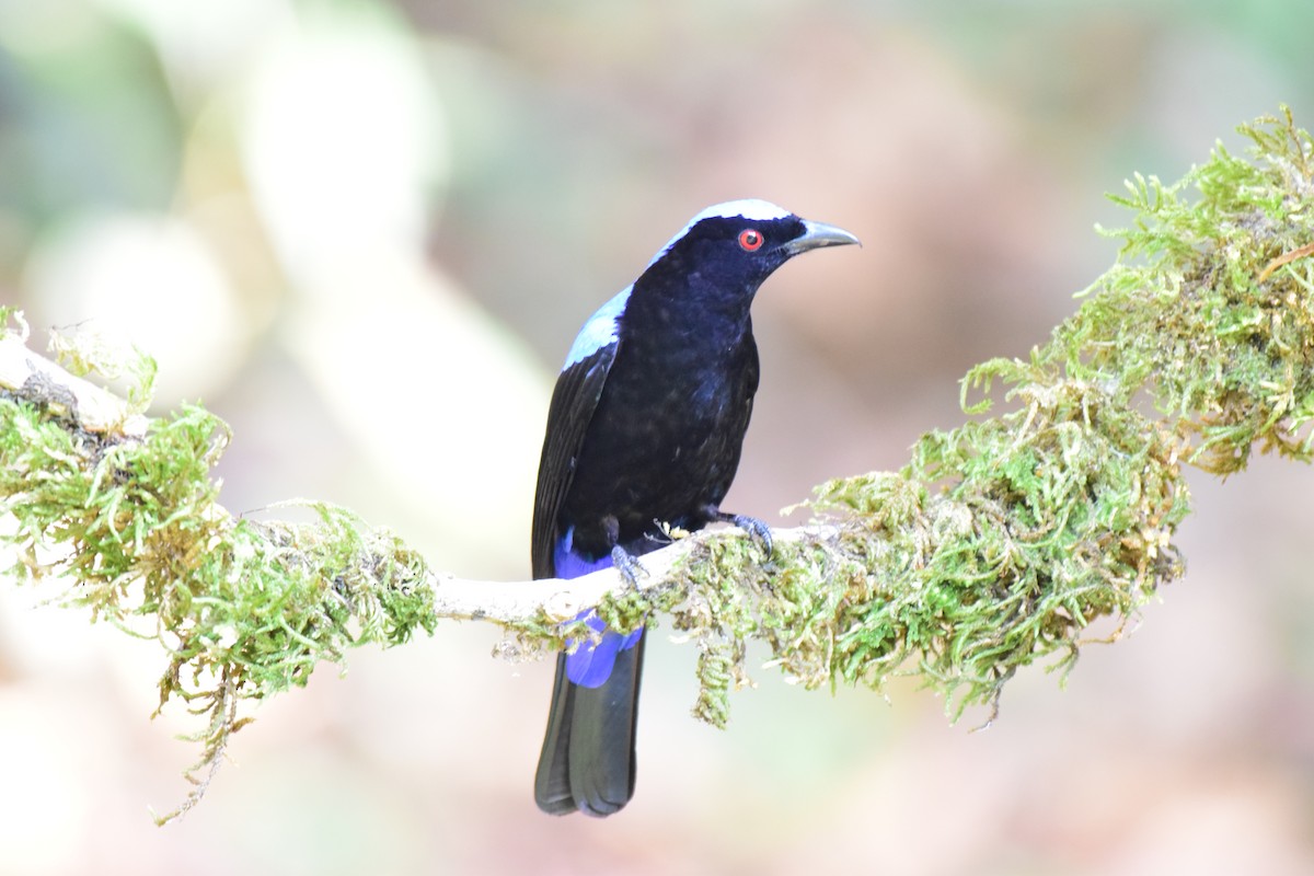 Asian Fairy-bluebird - Karan Shukla