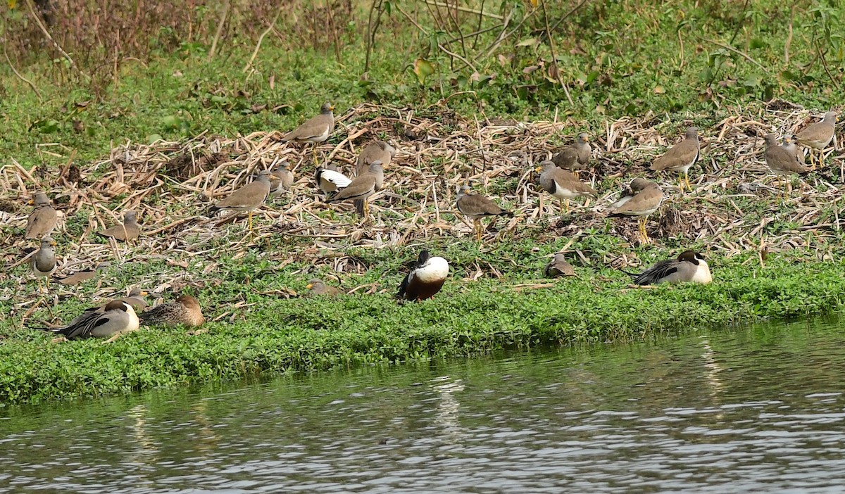 Gray-headed Lapwing - ML615201672