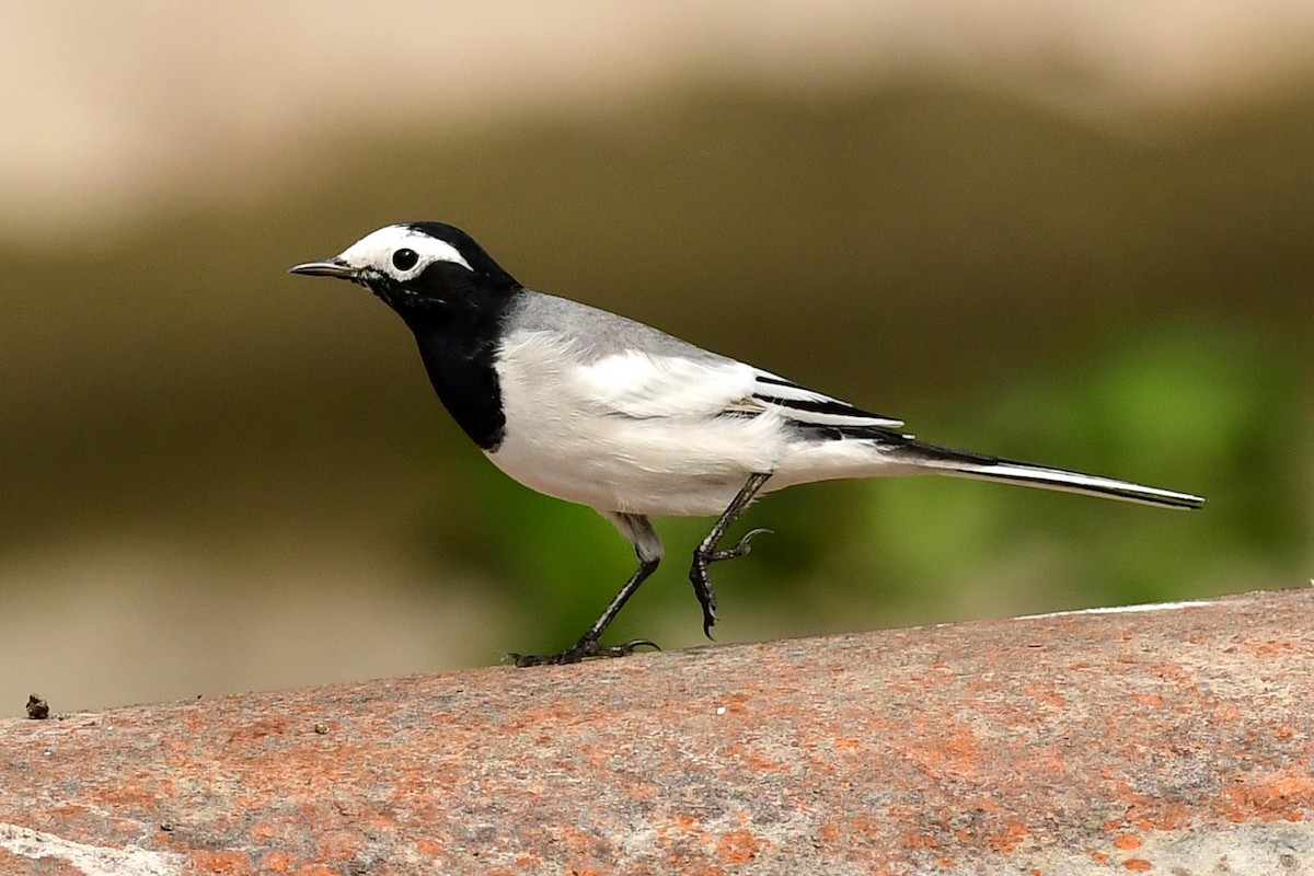 White Wagtail (Masked) - ML615201730