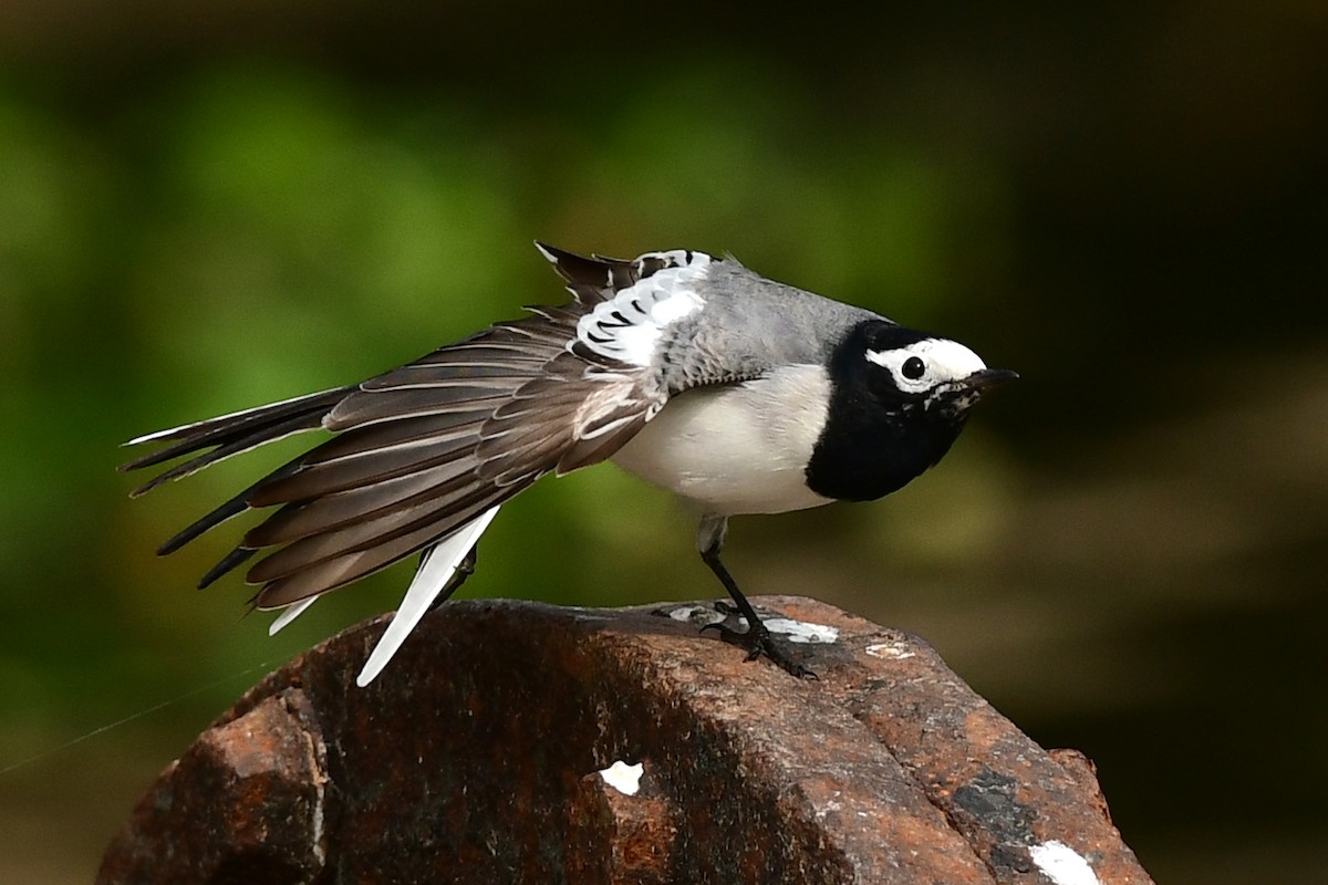 White Wagtail (Masked) - ML615201733