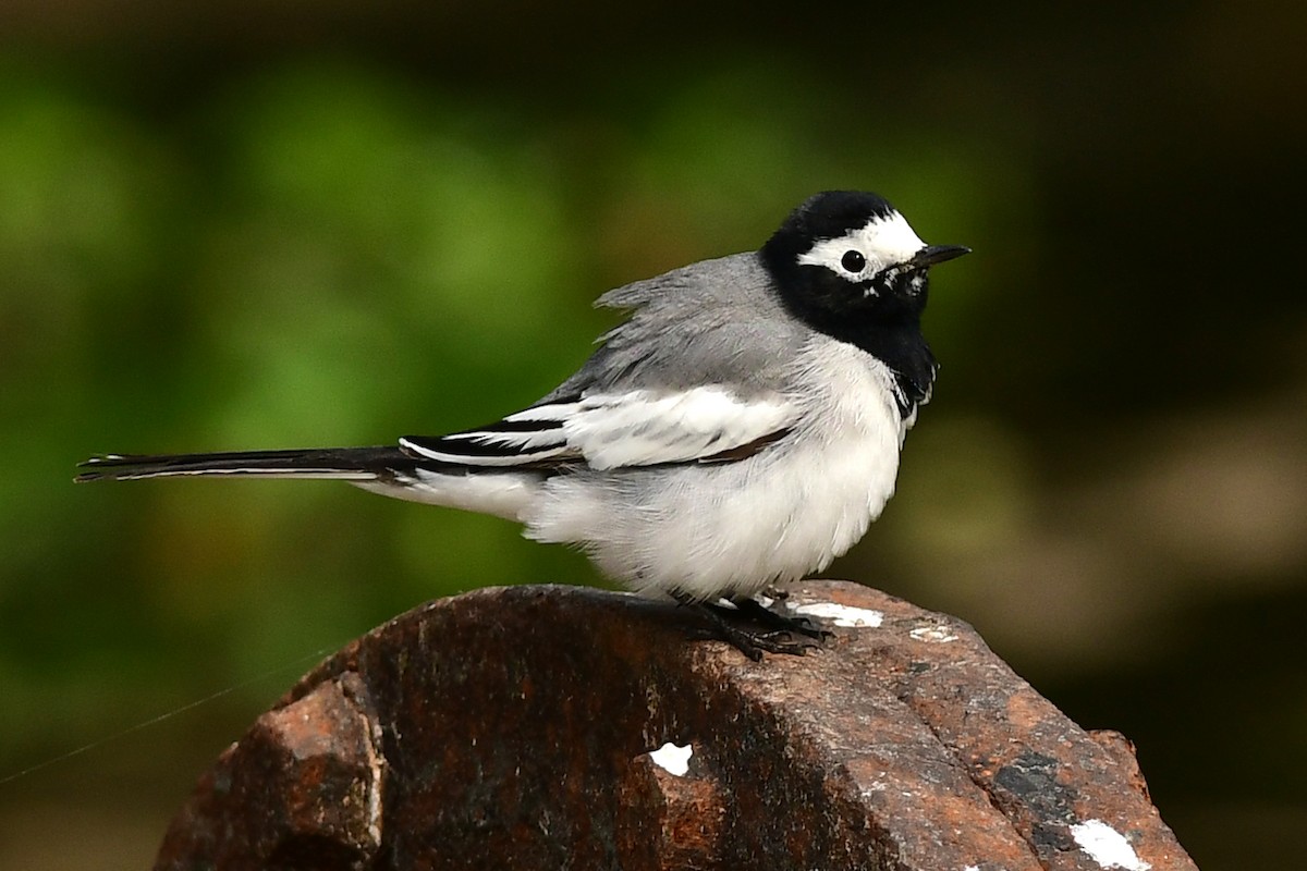 White Wagtail (Masked) - ML615201734