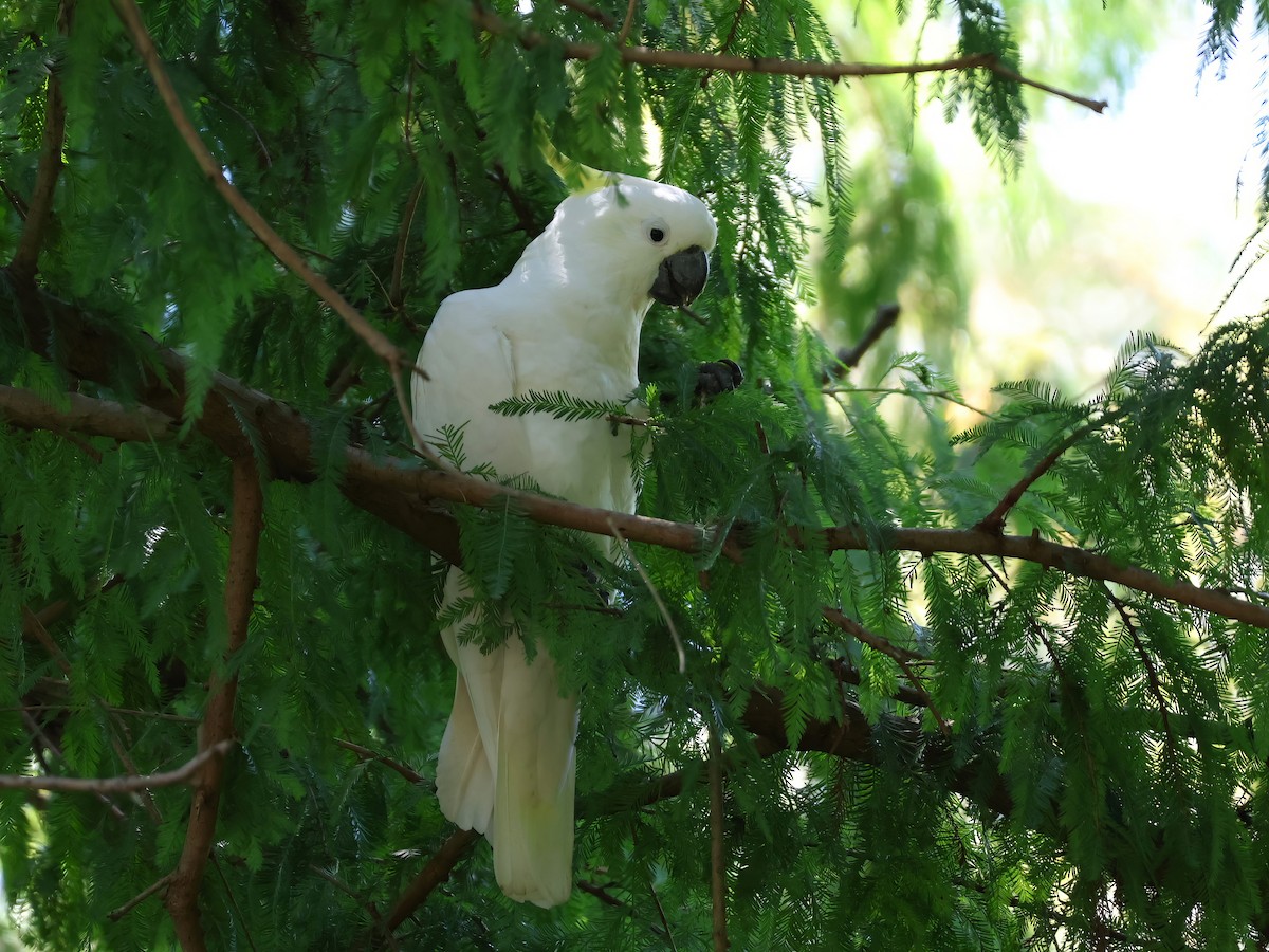 Sulphur-crested Cockatoo - Heather Williams