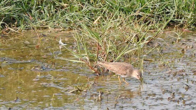 temmincksnipe - ML615201755