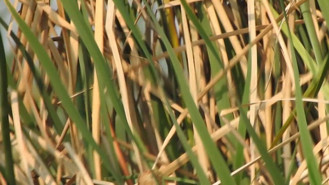 Yellow Bittern - ML615201794