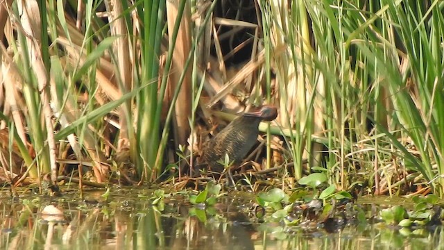 chřástal proužkovaný - ML615201805