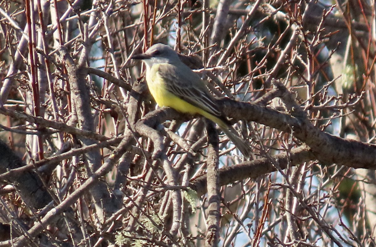 Tropical Kingbird - ML615201824