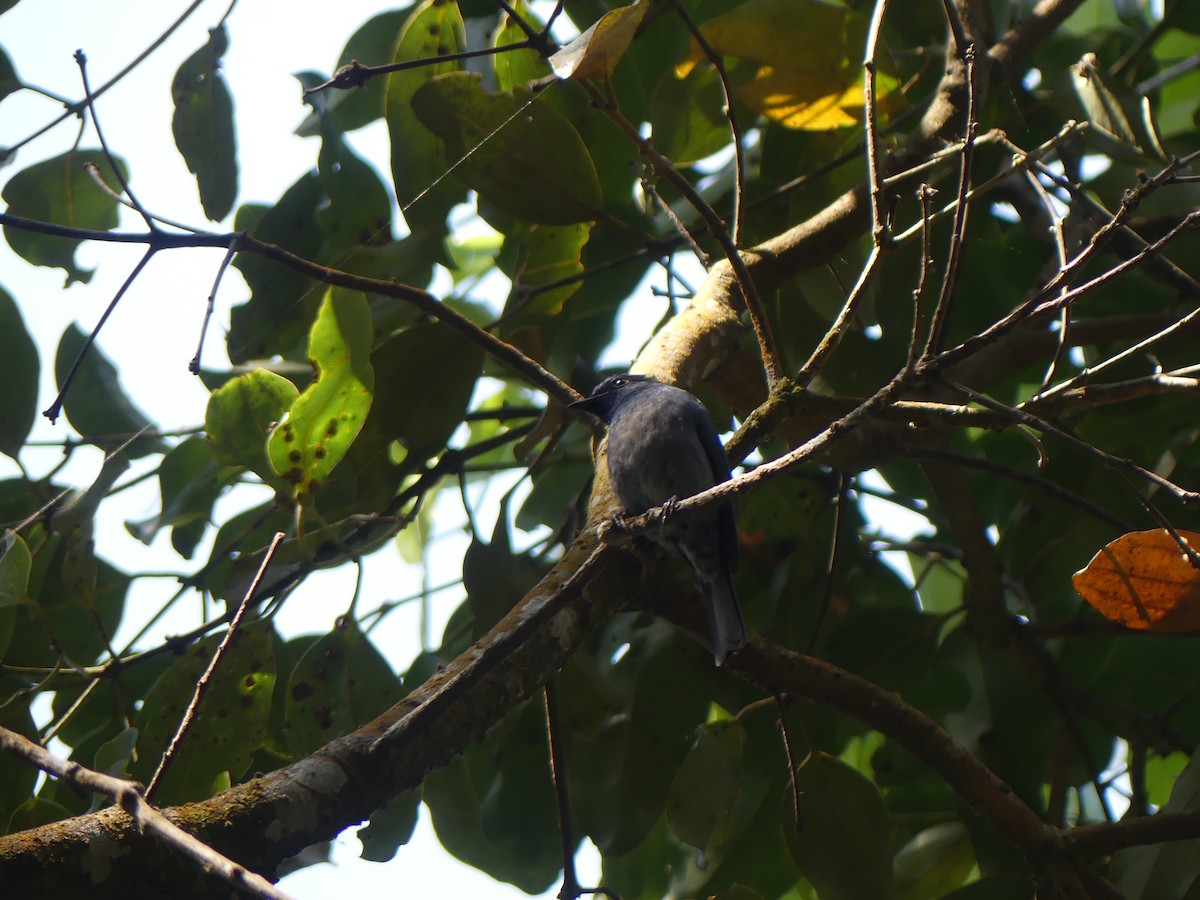 Nilgiri Flycatcher - ML615201831