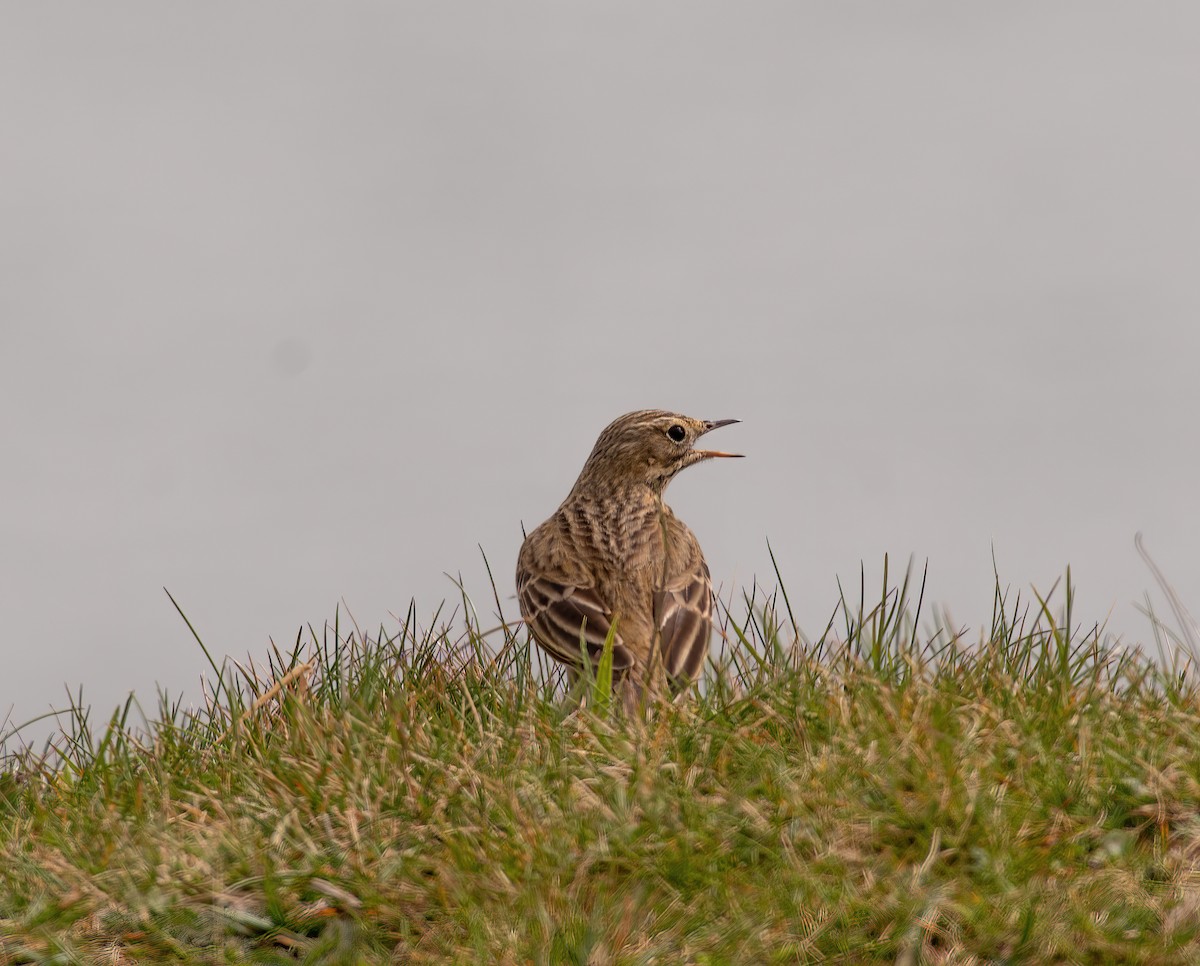 Richard's Pipit - ML615201835