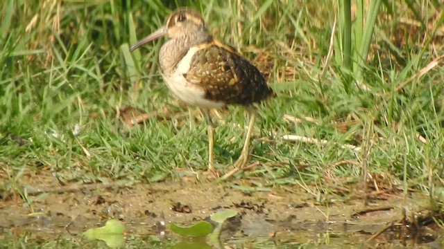 Greater Painted-Snipe - ML615201845