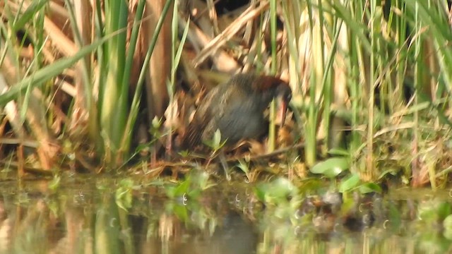 chřástal proužkovaný - ML615201868