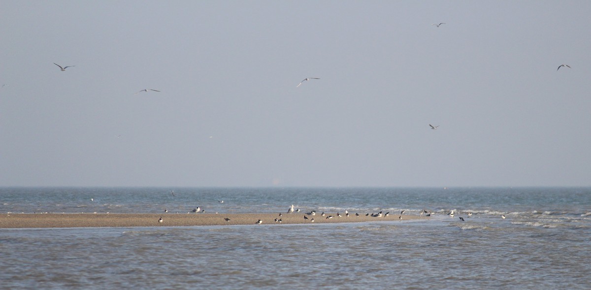 Eurasian Oystercatcher - ML615201936