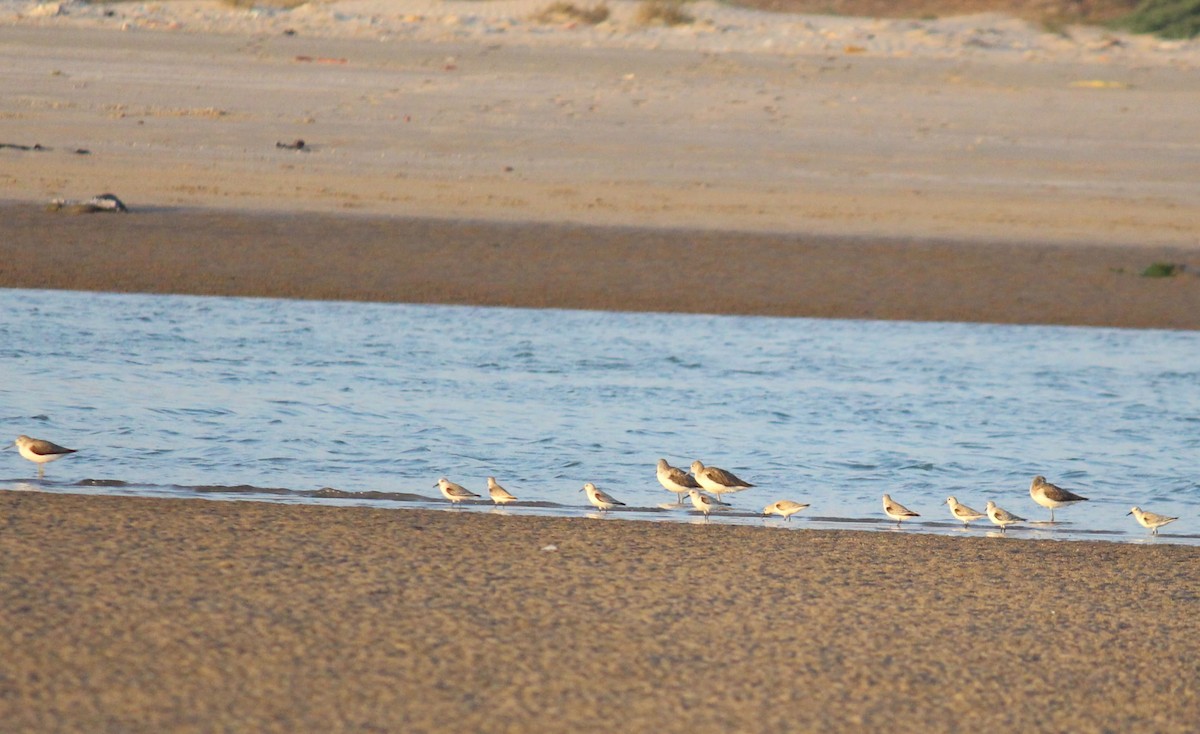 Sanderling - ML615201942