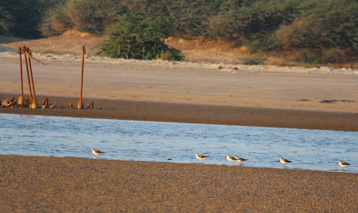 Sanderling - Neema Das