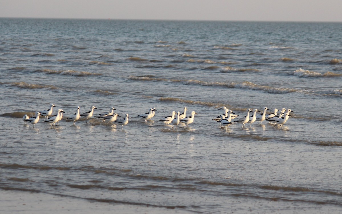 Crab-Plover - ML615201949