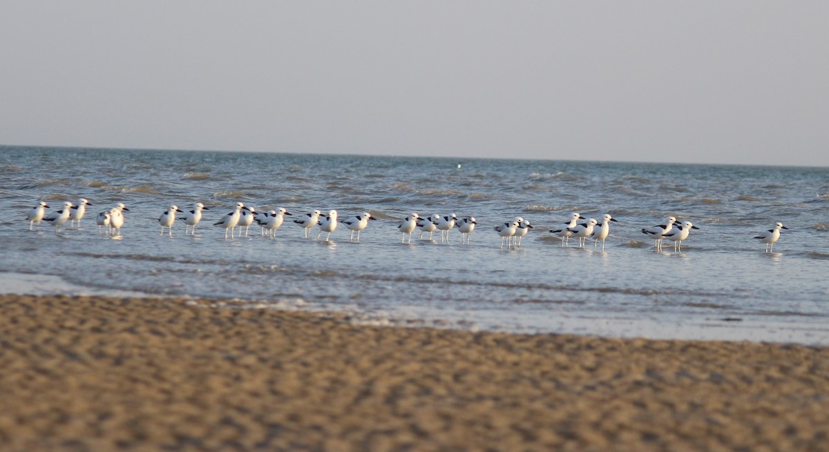 Crab-Plover - ML615201950