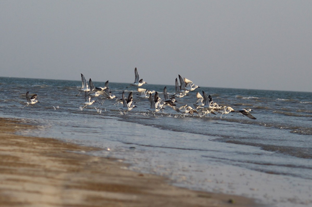 Crab-Plover - ML615201951