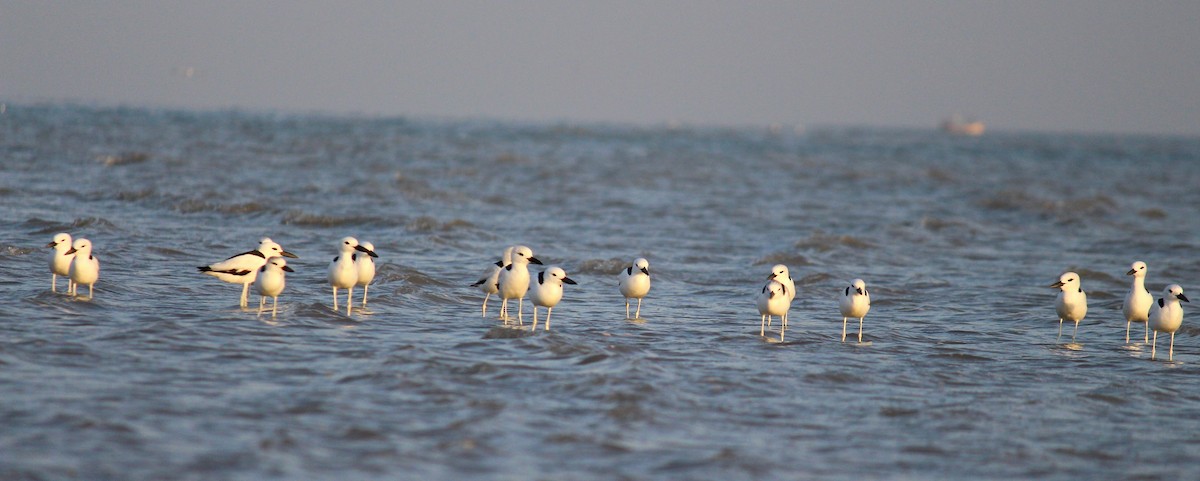 Crab-Plover - ML615201954