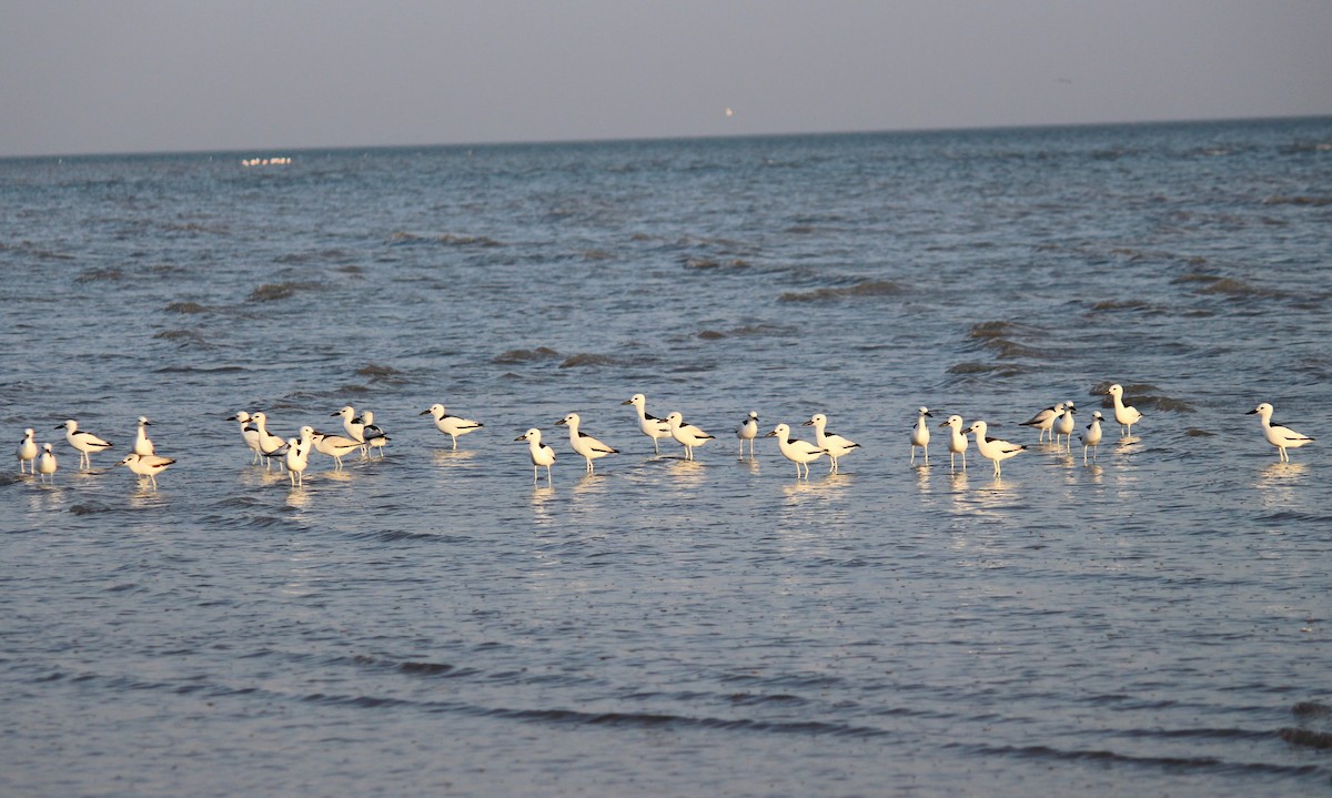 Crab-Plover - Neema Das