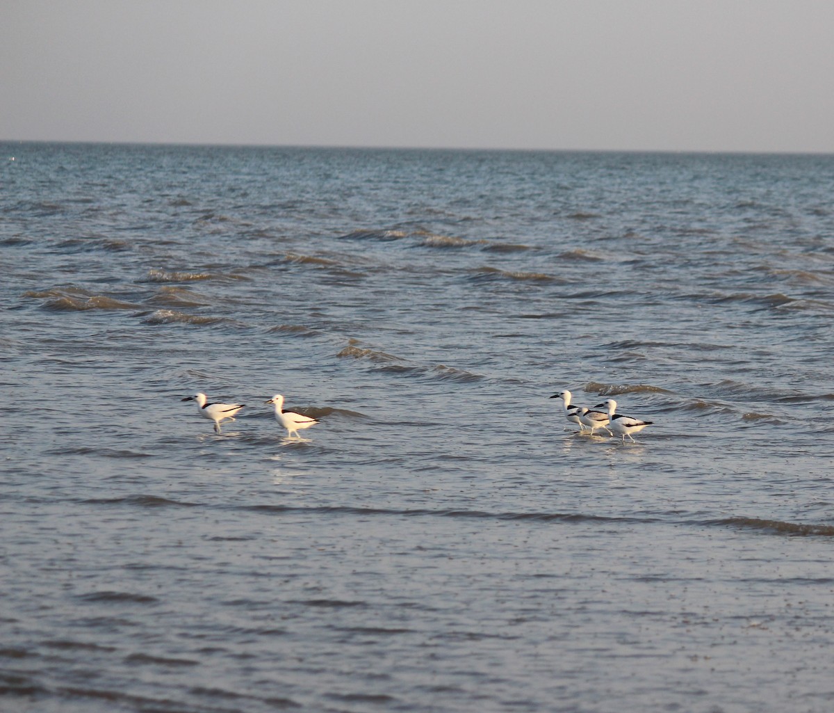 Crab-Plover - ML615201956