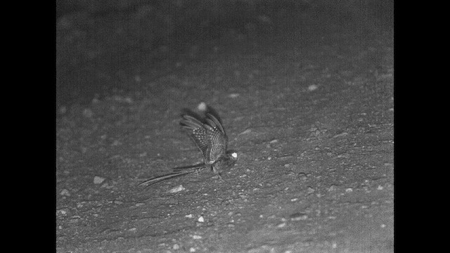 Scissor-tailed Nightjar - ML615201982