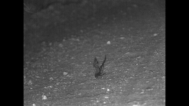 Scissor-tailed Nightjar - ML615201983