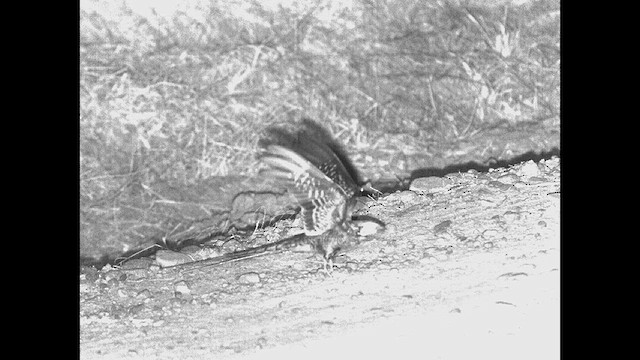 Scissor-tailed Nightjar - ML615202022