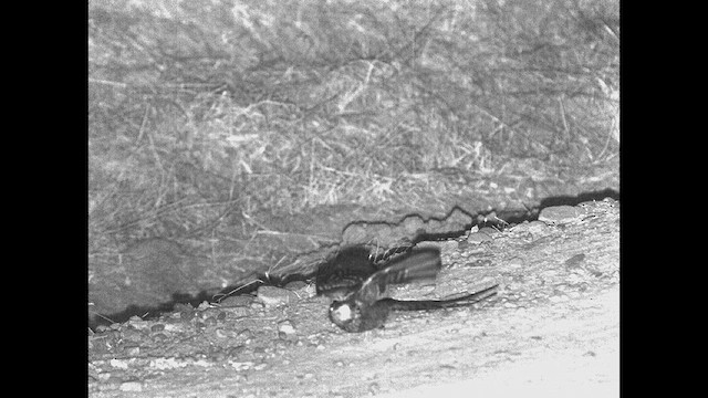 Scissor-tailed Nightjar - ML615202025