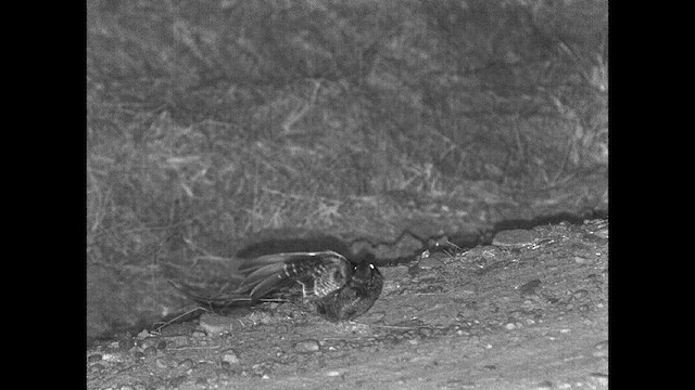 Scissor-tailed Nightjar - ML615202026