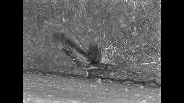 Scissor-tailed Nightjar - ML615202029