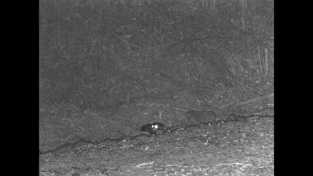 Scissor-tailed Nightjar - ML615202032