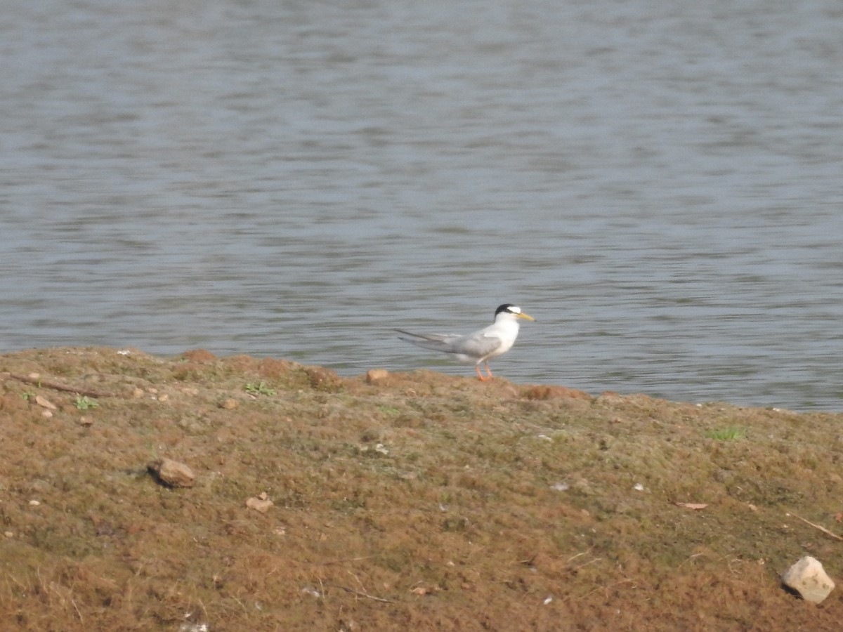 Little Tern - ML615202038