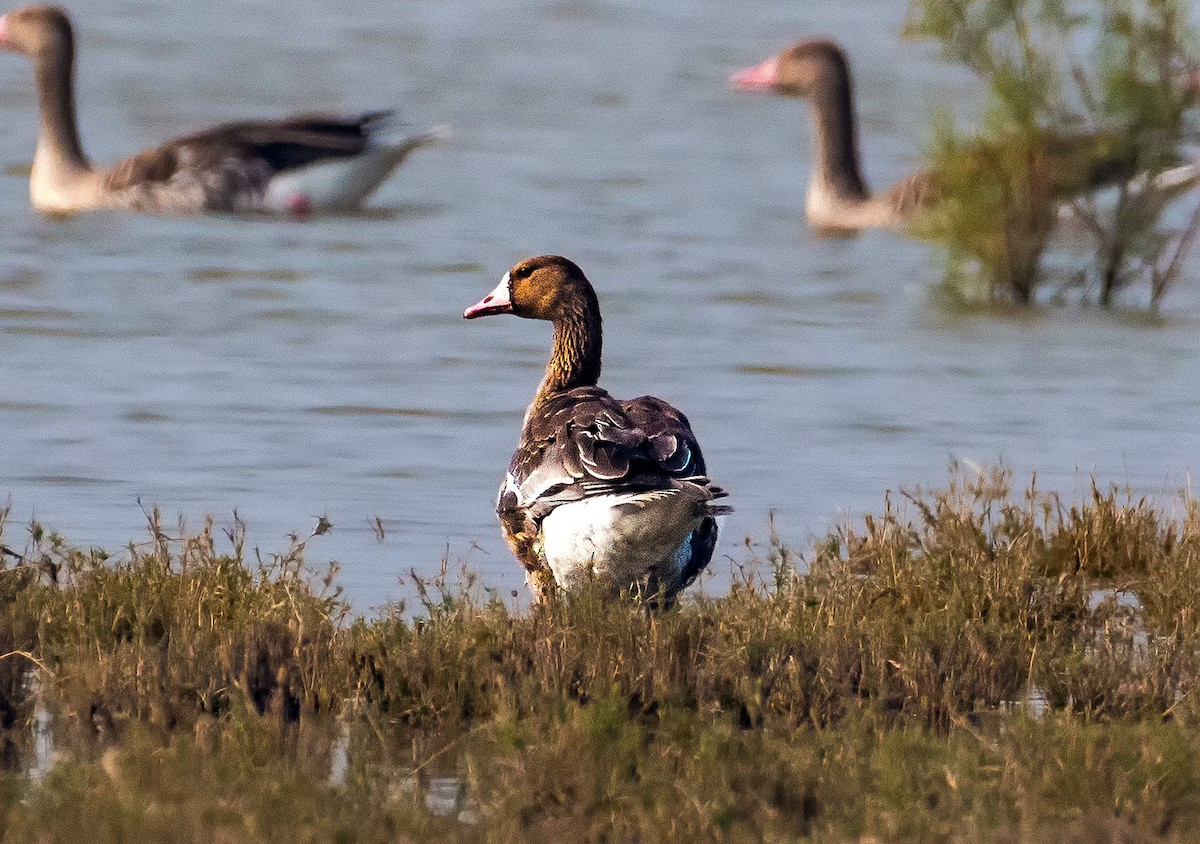 Greater White-fronted Goose - ML615202067