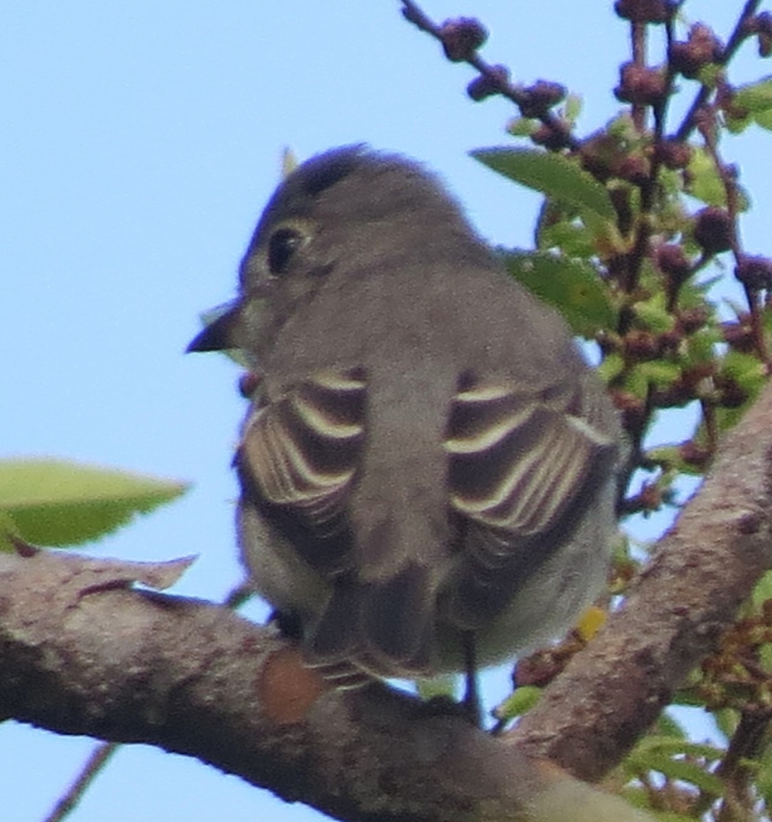 Asian Brown Flycatcher - Rob Walker