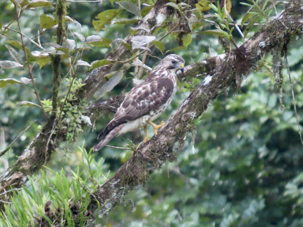 Broad-winged Hawk - George Gerdts