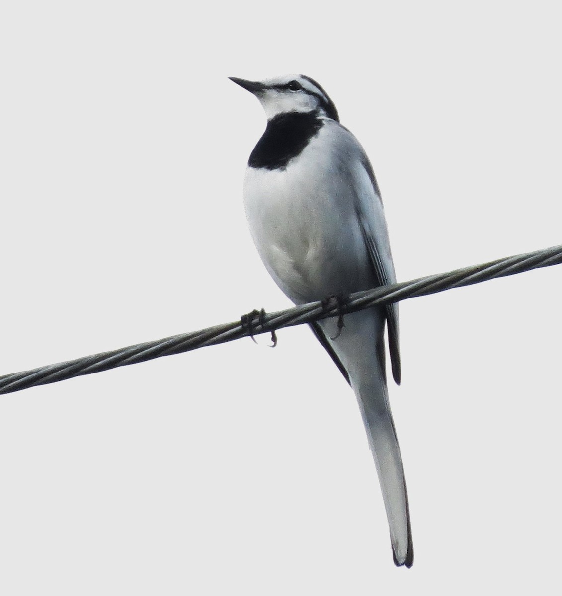 White Wagtail - Rob Walker