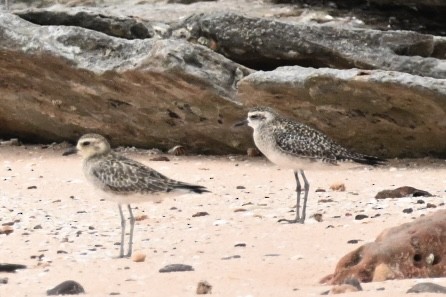 American Golden-Plover - Alfred & Hidi Lau