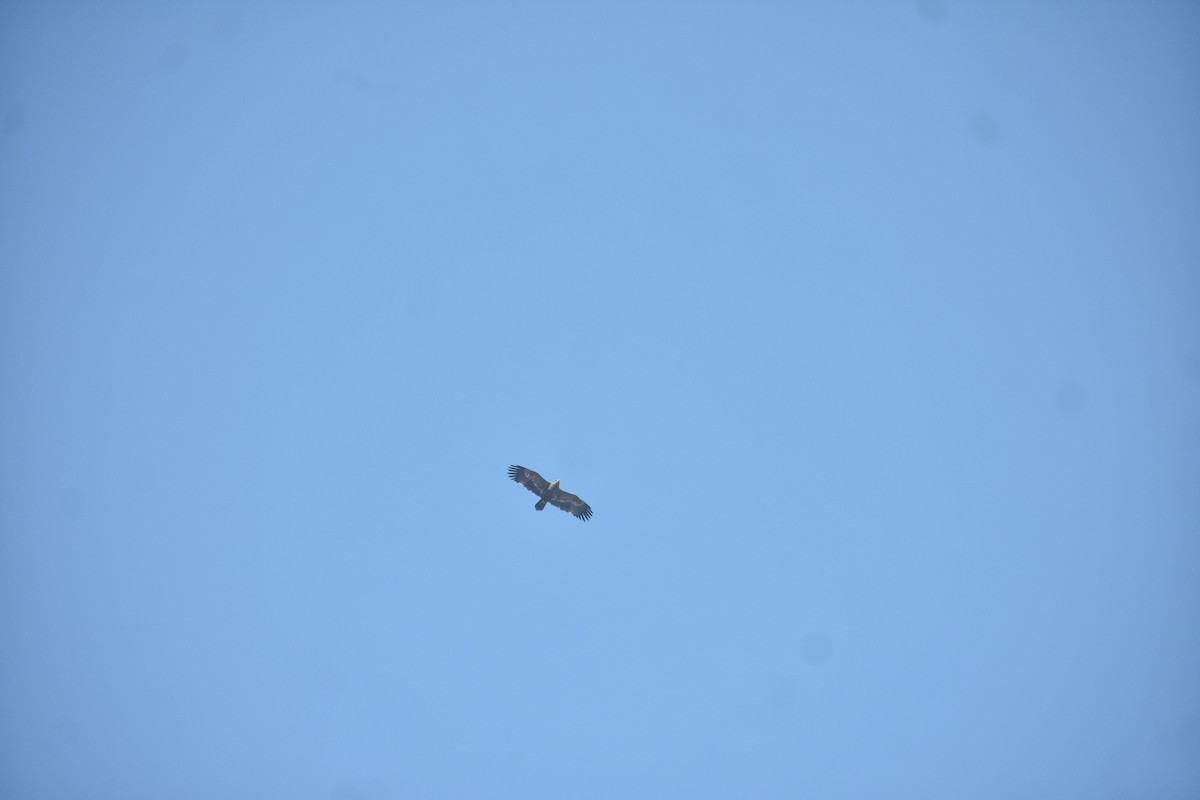 Steppe Eagle - ML615202270