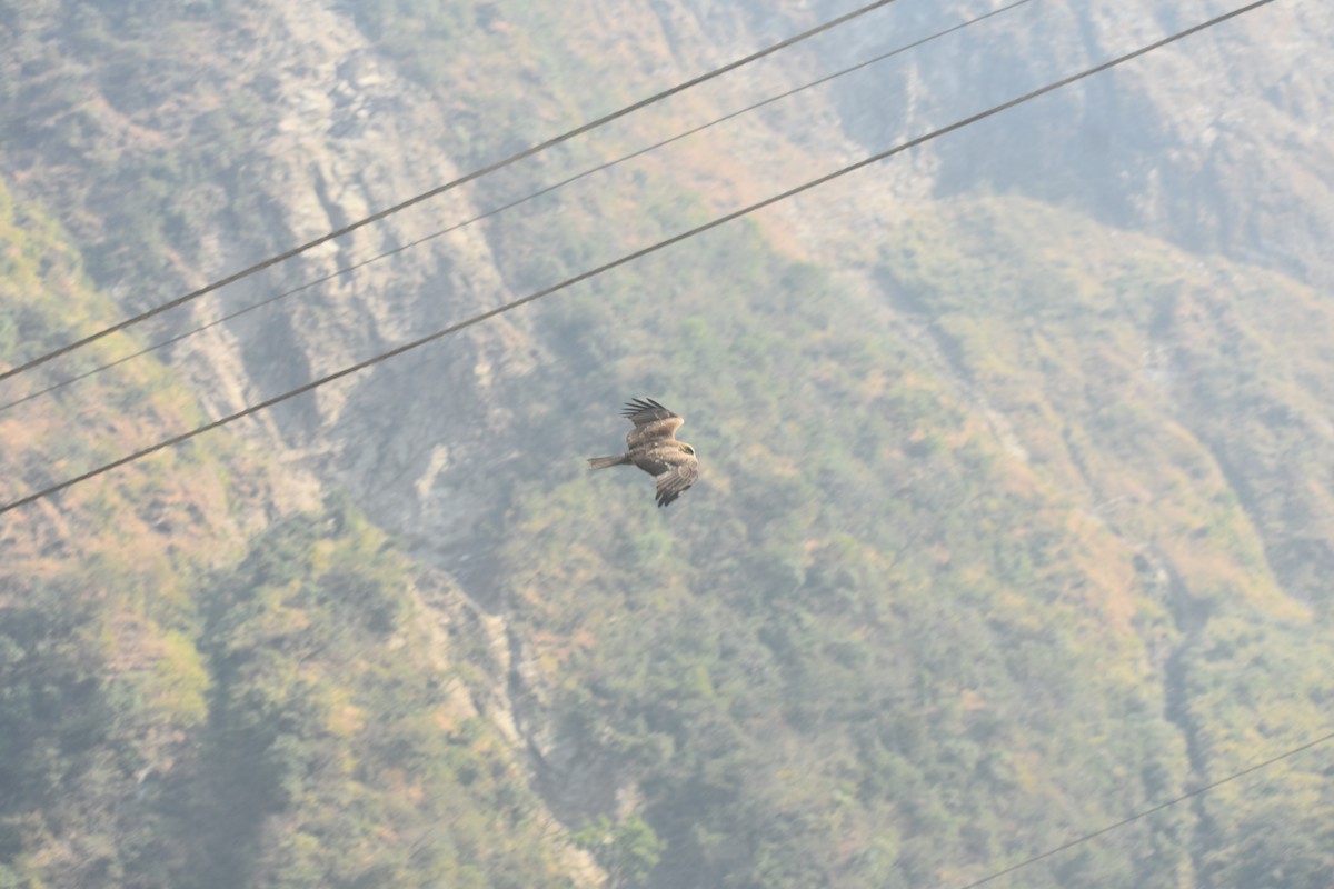 Black Kite - ML615202281