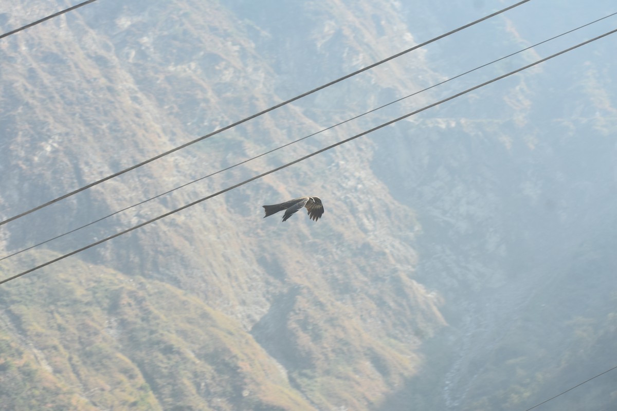 Black Kite - ML615202282