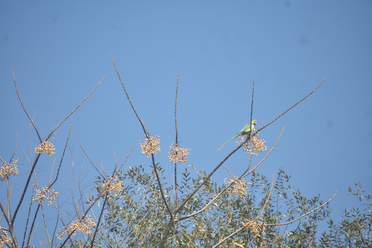 Alexandrine Parakeet - ML615202284