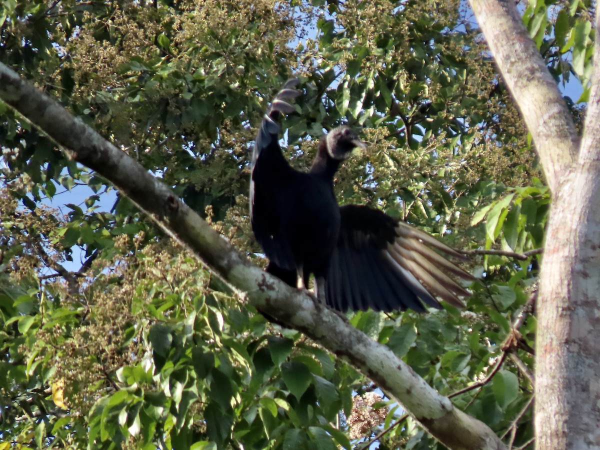 Black Vulture - ML615202293