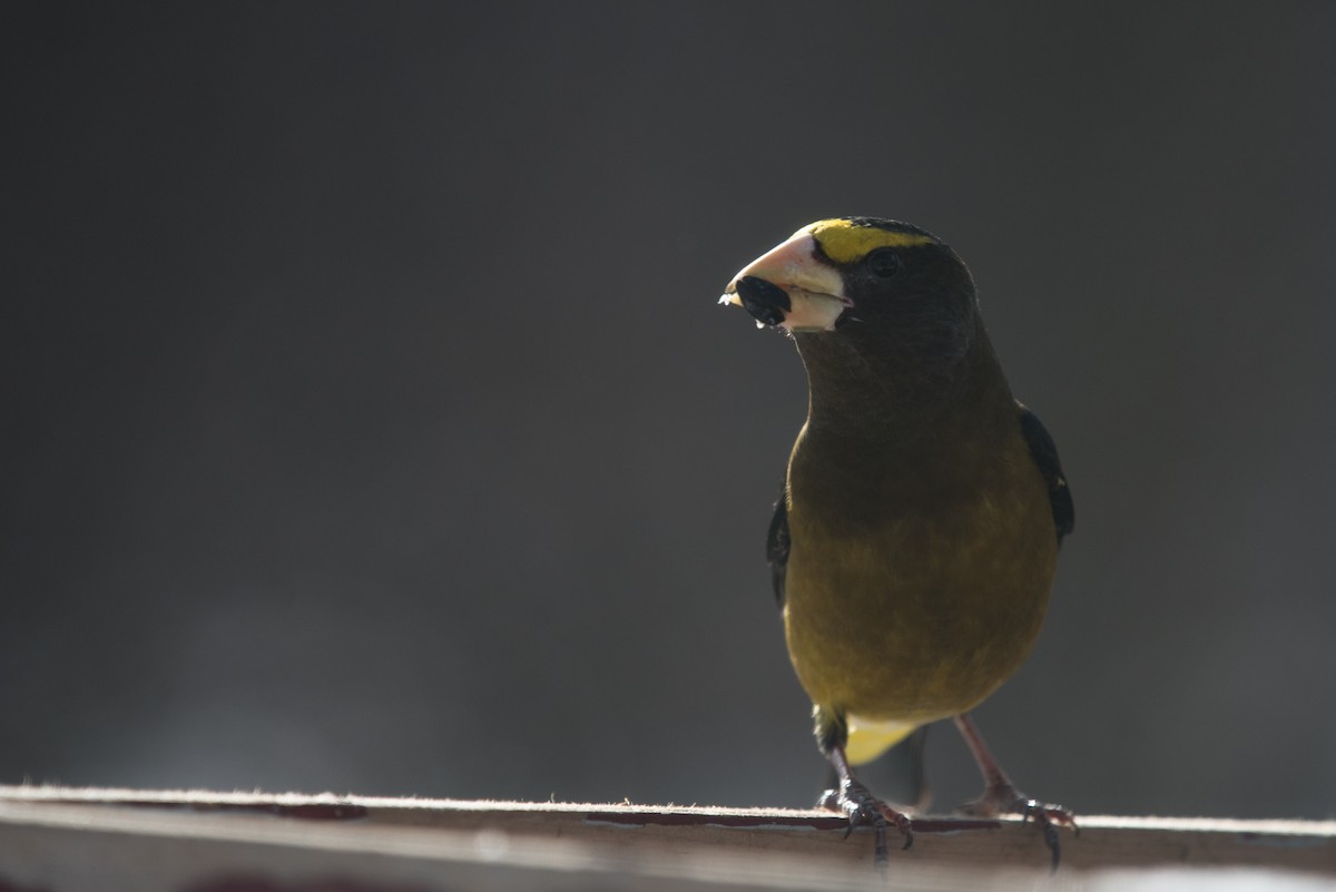 Evening Grosbeak - ML615202304