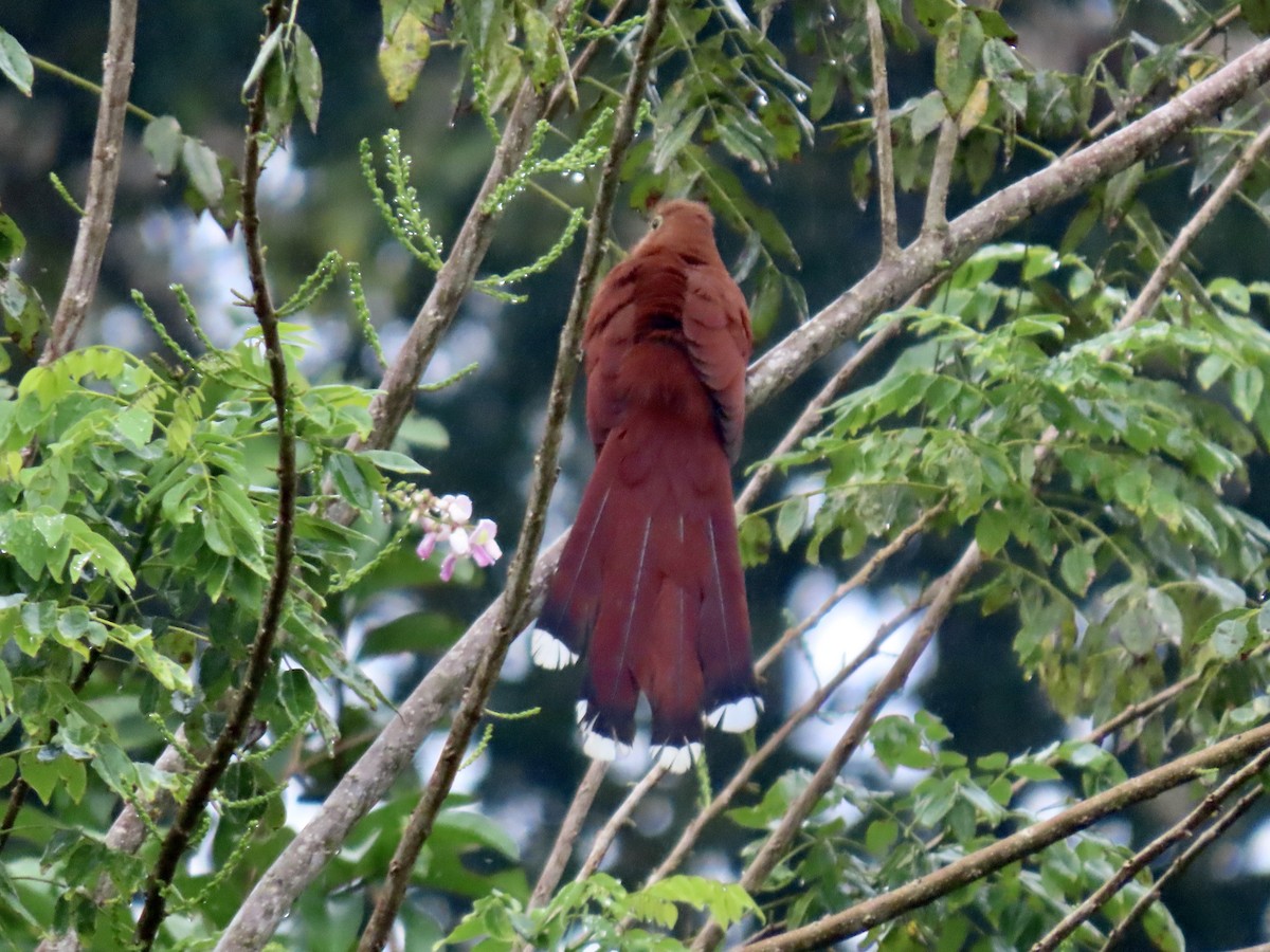 Squirrel Cuckoo - ML615202315