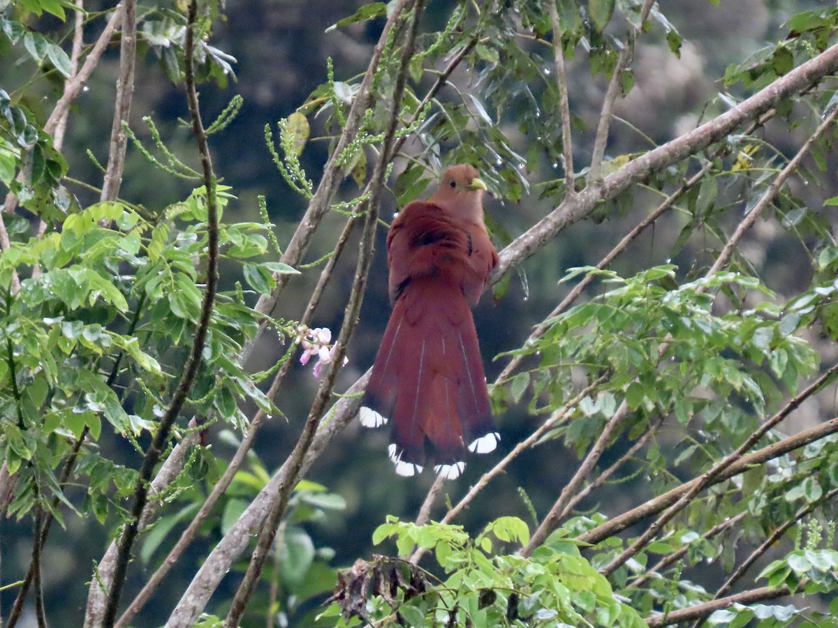 Squirrel Cuckoo - ML615202316