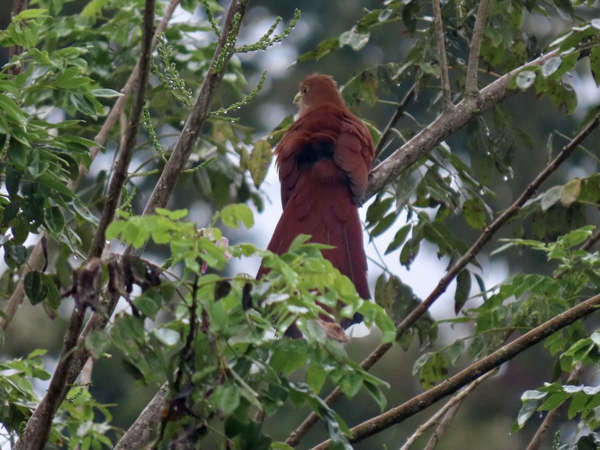 Squirrel Cuckoo - ML615202317