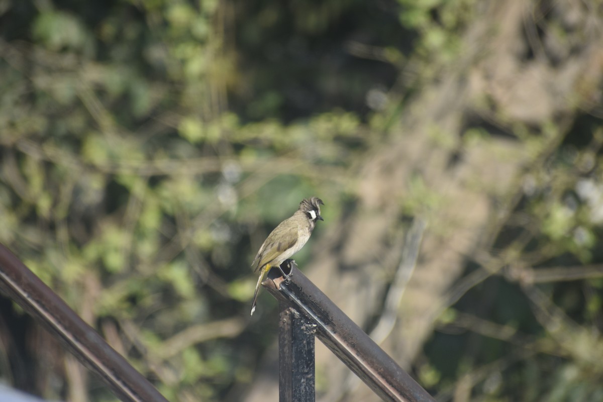 Himalayan Bulbul - ML615202329