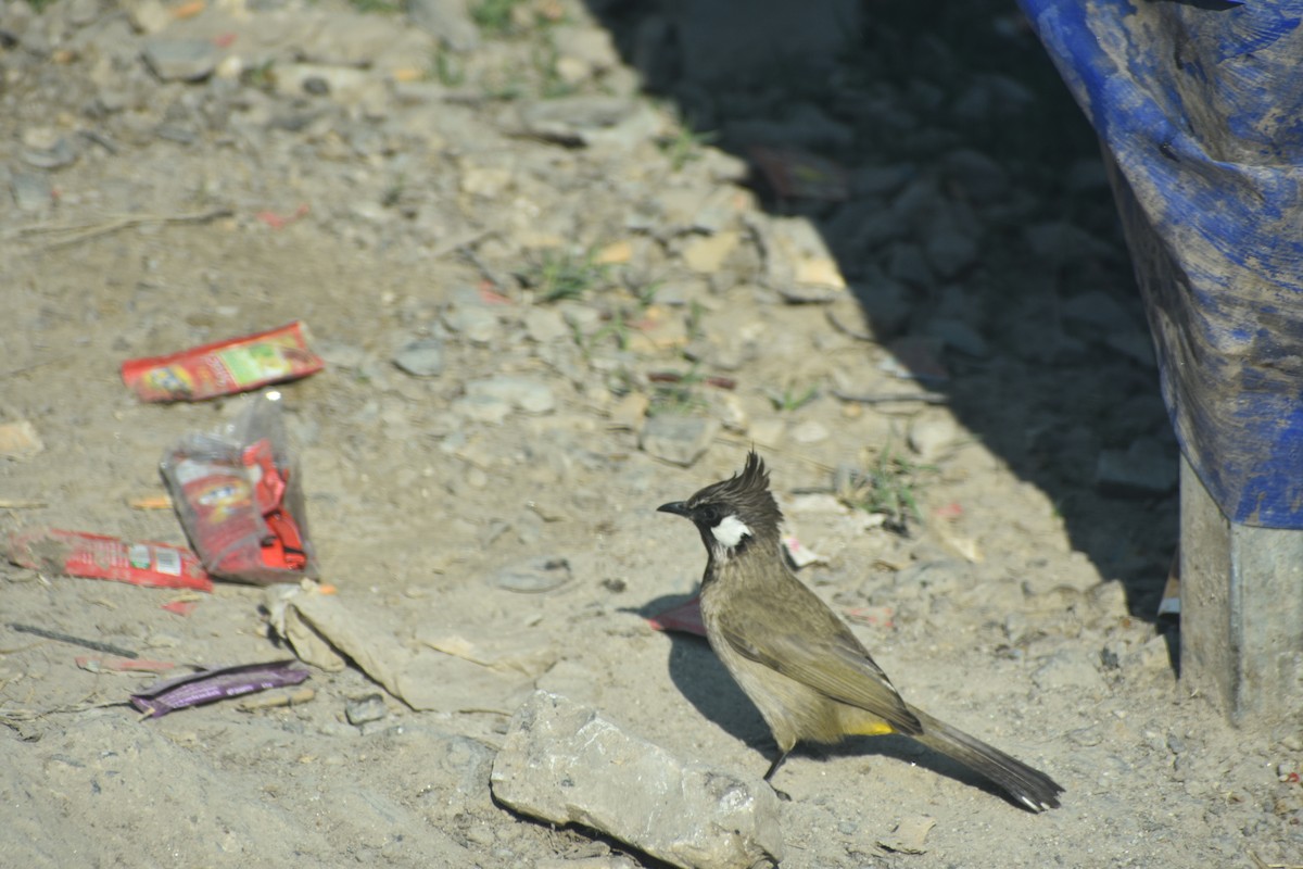 Himalayan Bulbul - ML615202332