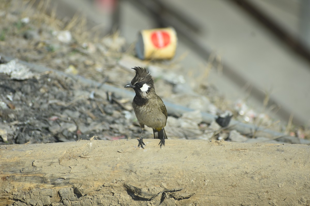Himalayan Bulbul - ML615202336