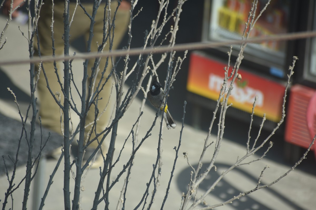 Himalayan Bulbul - ML615202337